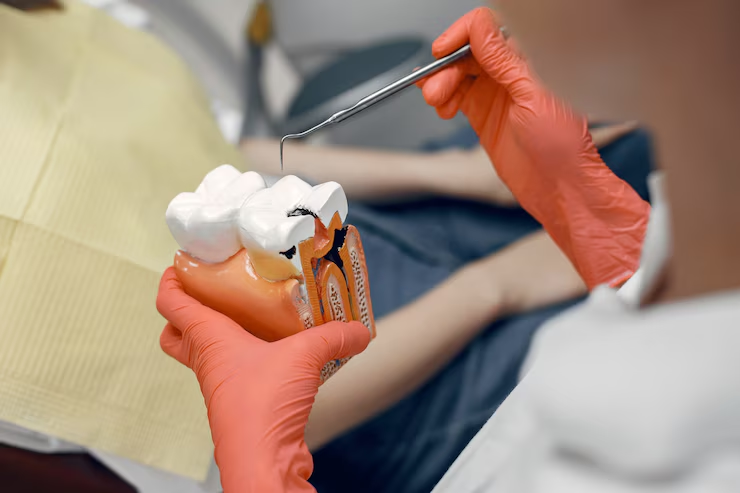 Model of a tooth at the dentist.Doctor shows the patient a tooth.Reception in the dentist's office Model of a tooth at the dentist.Doctor shows the patient a tooth.Reception in the dentist's office<br />